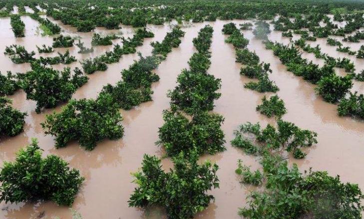 沙糖桔需要的土壤,种植砂糖橘加什么营养液