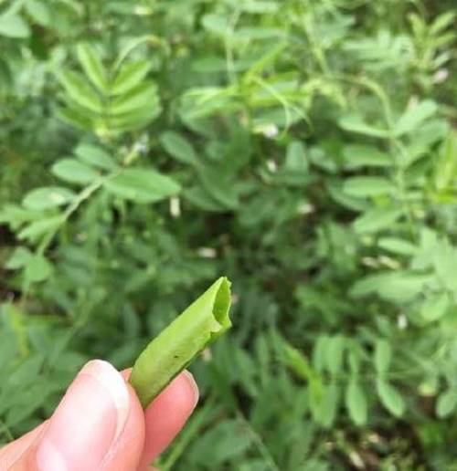 野豌豆口哨声音,野豌豆吹哨子