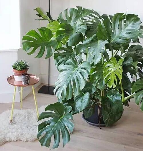 吸甲醛最好的绿植是什么,吸甲醛的绿植哪个最好