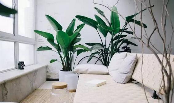 吸甲醛最好的绿植是什么,吸甲醛的绿植哪个最好