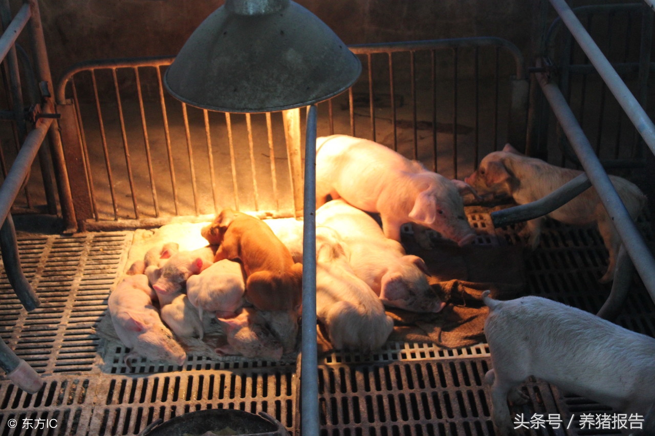 春季猪病防治和解决方法,春季猪皮肤病对照表