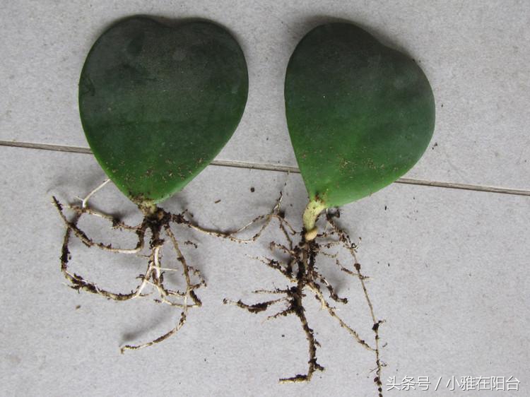 这6种花随便扔土里就能活,长势最快的爬藤植物不怕晒