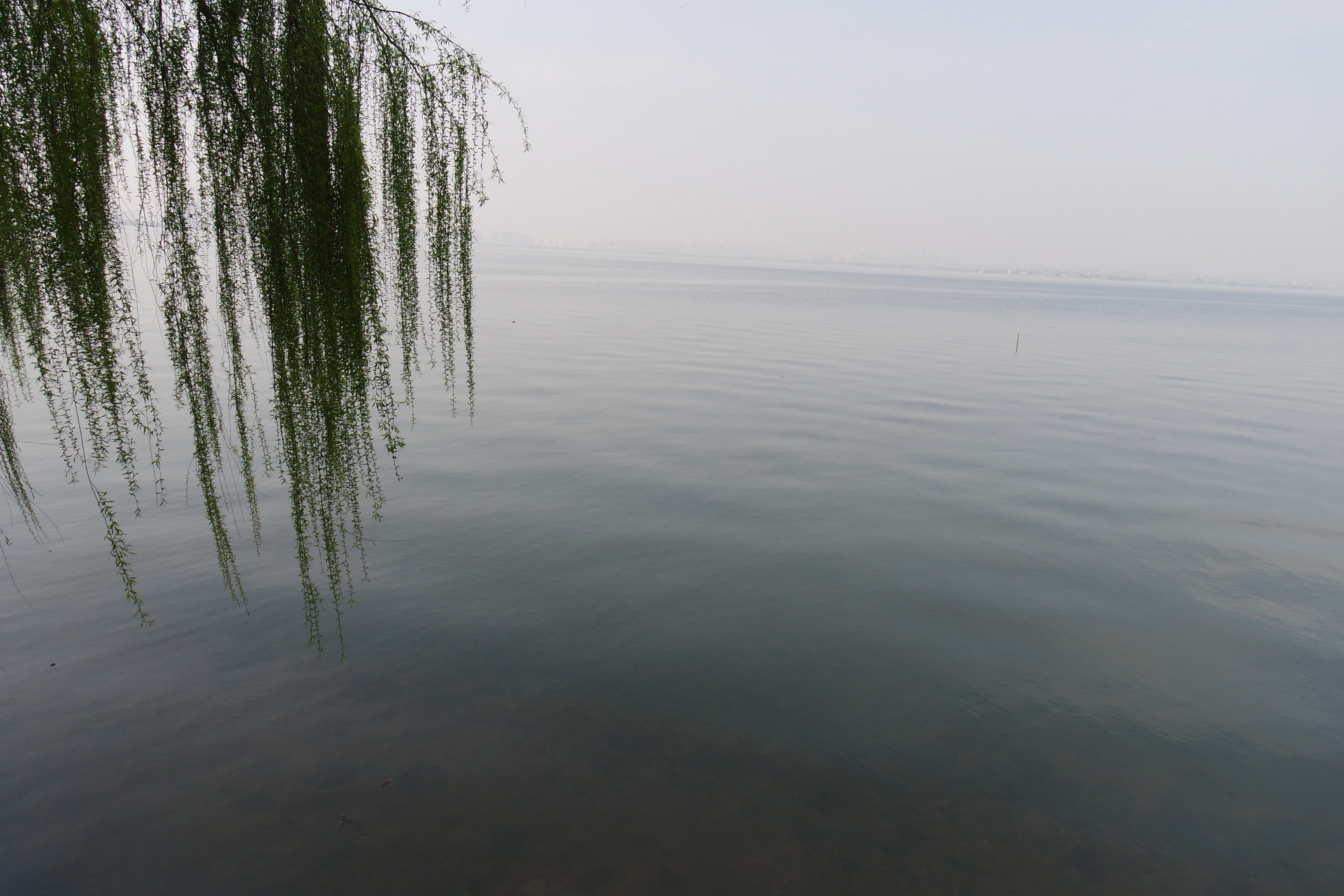 武昌理工学院的樱花,武昌理工学院回忆