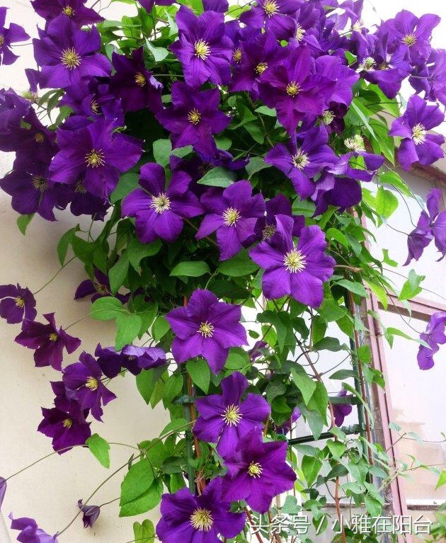 这6种花随便扔土里就能活,长势最快的爬藤植物不怕晒