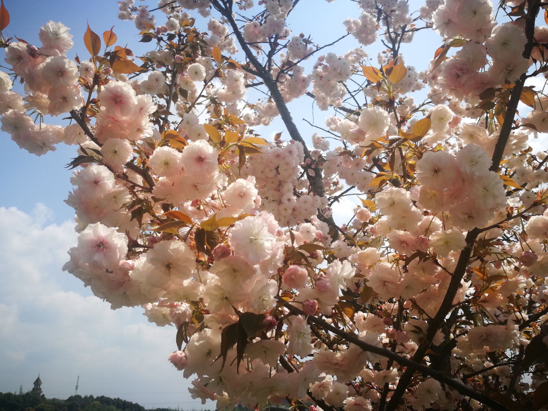 青白江凤凰湖樱花门票多少钱,青白江凤凰湖看樱花