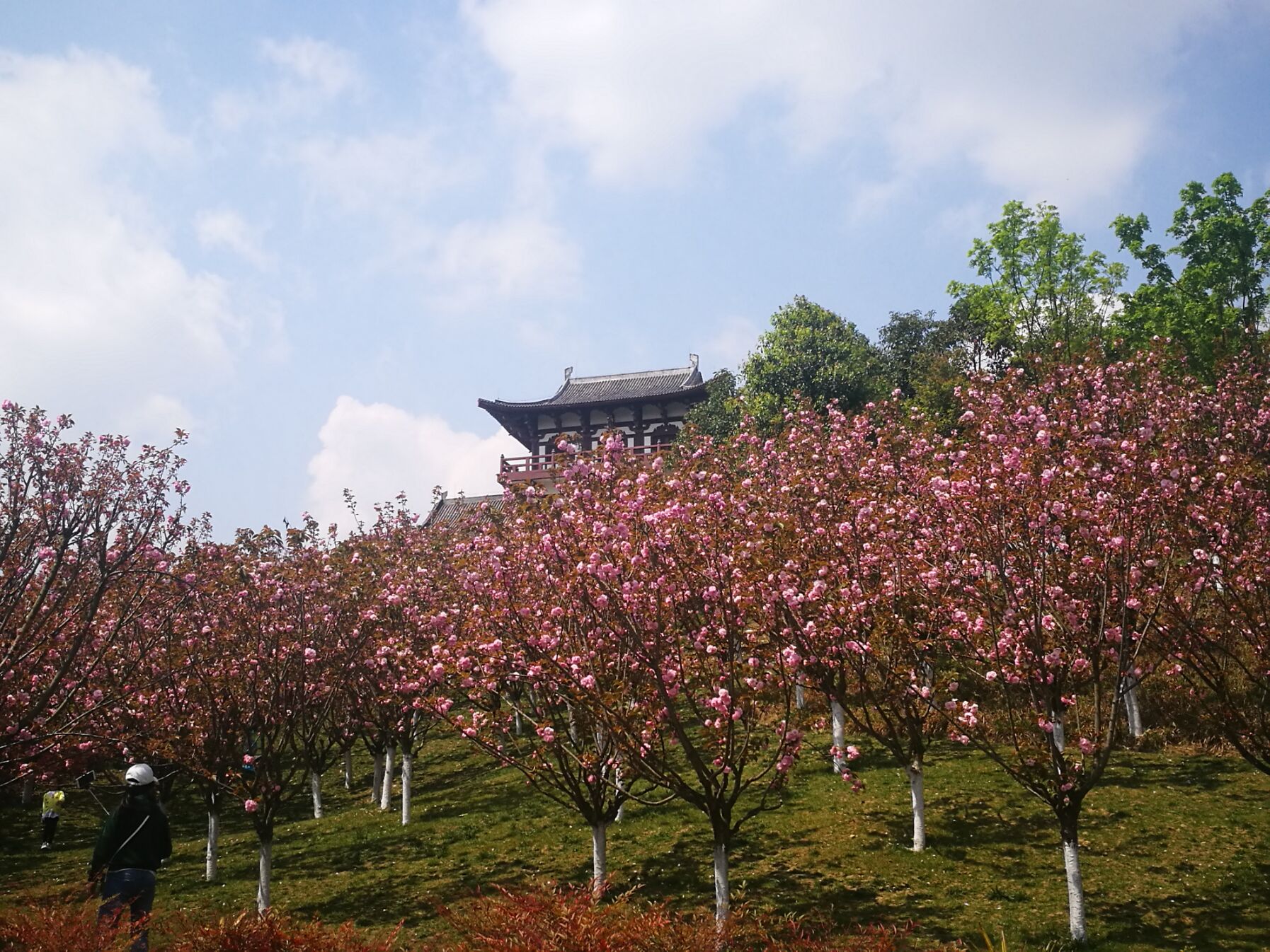 青白江凤凰湖樱花门票多少钱,青白江凤凰湖看樱花