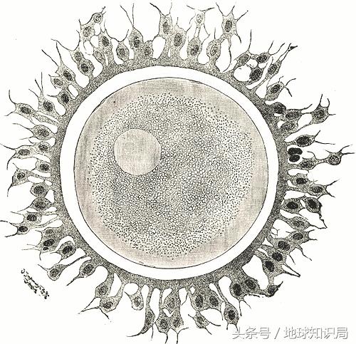 为什么有这么多女大学生热衷于做这件事？地球知识局