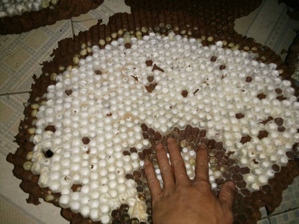 金环胡蜂和黑盾胡蜂养哪个比较好,金环胡蜂养殖全套技术公布