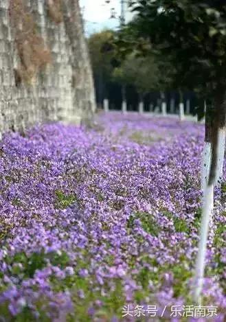 南京赏花季攻略,南京春季赏花时间