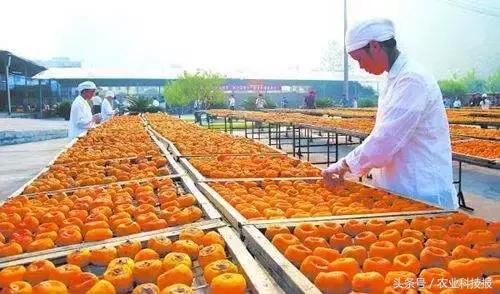 搞农业没有钱了该怎么办,搞农业不赚钱的案例