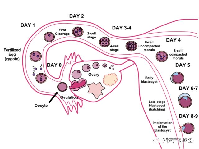 孕早期什么样的腹痛需要去医院,孕早期腹痛严重有危险吗