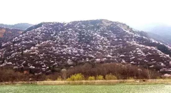 12处桃花源，为河南最美的春天代言，你认为怎样？欢迎添加