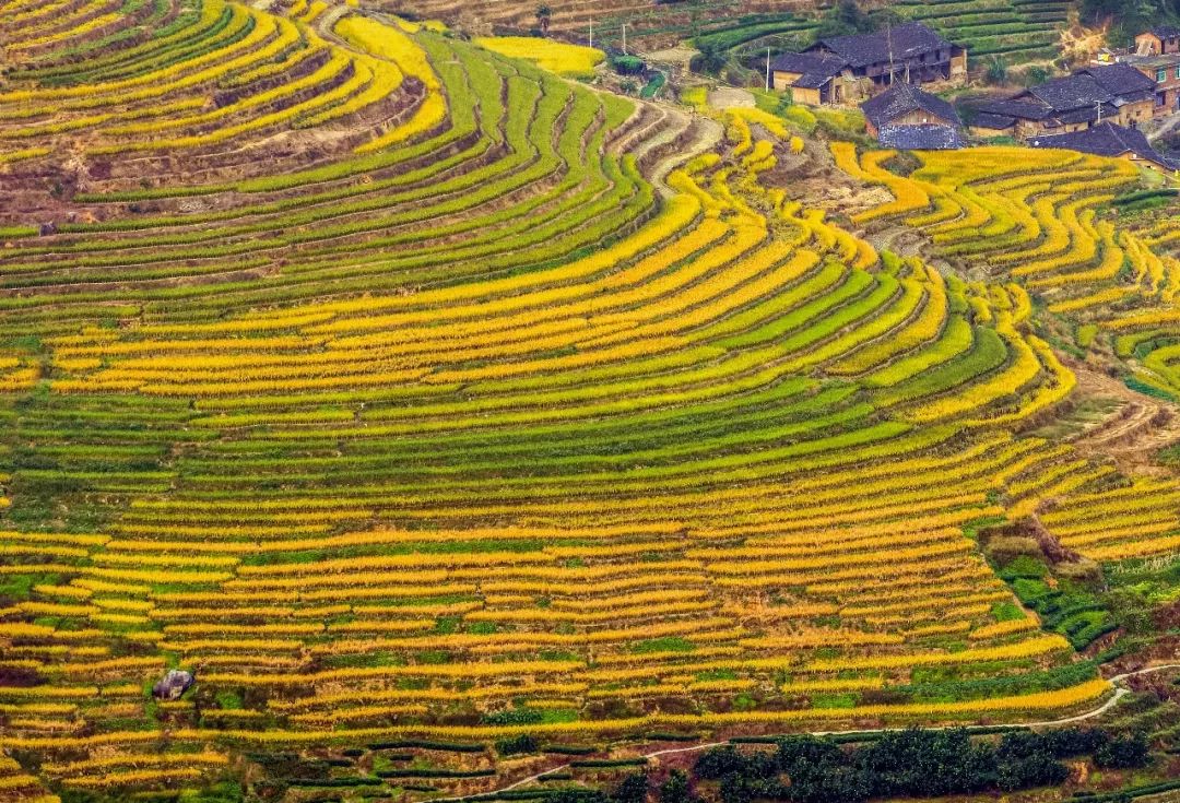 柘荣黄柏景点,柘荣黄柏村旅游攻略