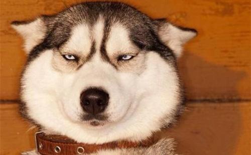 去除哈士奇体臭的四个小技巧,如何保持哈士奇无体臭体质