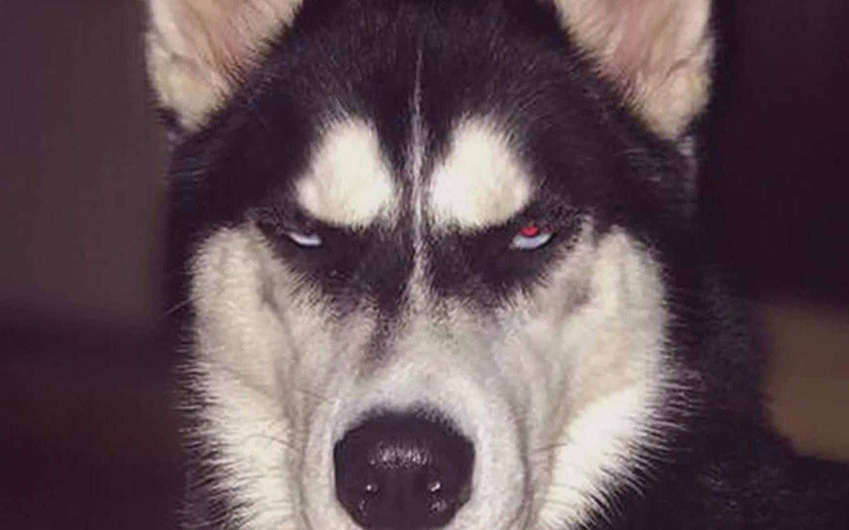 去除哈士奇体臭的四个小技巧,如何保持哈士奇无体臭体质