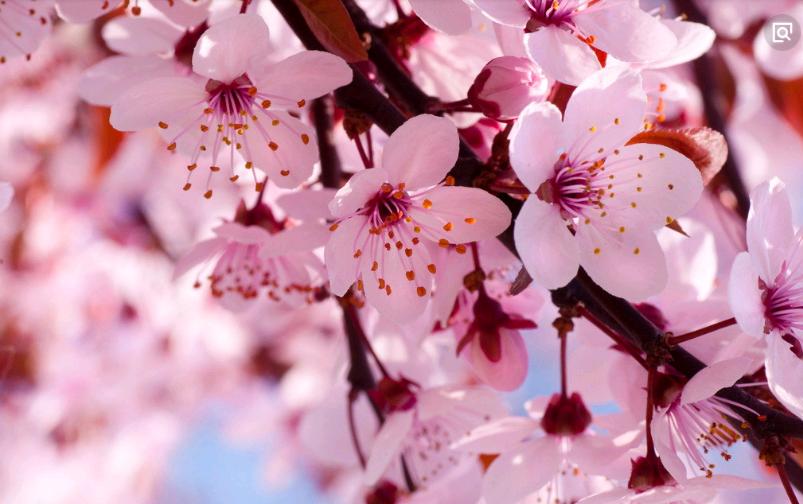 妯辫姳鐑傛极缂ょ悍鏃惰妭,妯辫姳鐑傛极濮圭传瀚ｇ孩