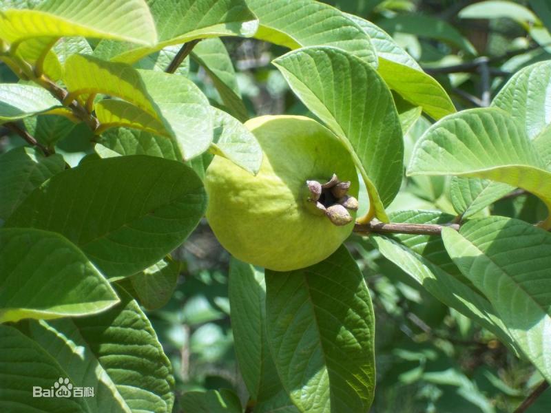 攀枝花哪个山上有红心果,四川攀枝花红心果