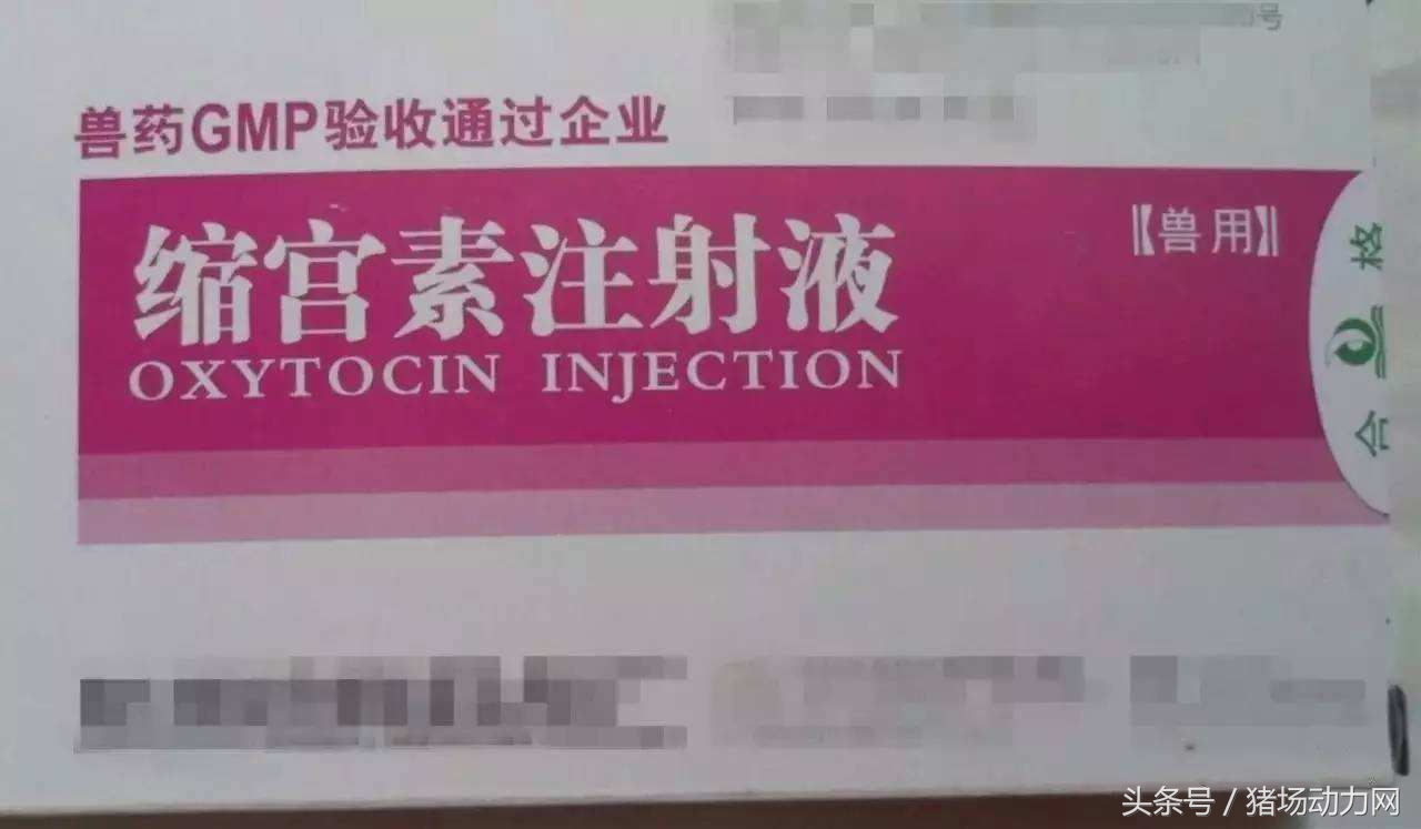 怀孕母猪后腿肿怎么治,母猪产后小猪瘸腿是怎么回事