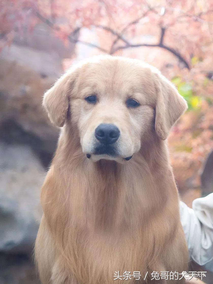 每日一王者——名门悍将Kai，优秀的传承！国内目前头衔最高金毛