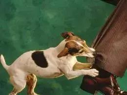 职称论文专著审核标准,专著造假受什么处分