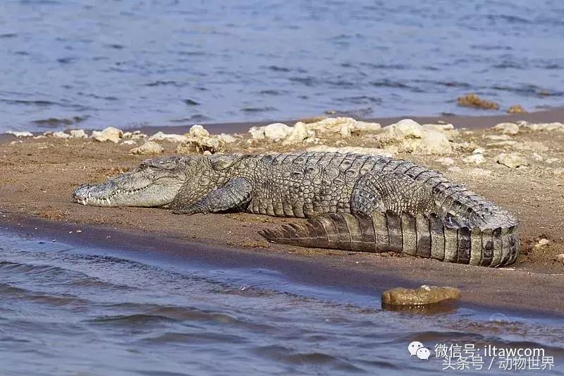 扬子鳄被称为古老的爬行动物,新生代爬行动物巨鳄