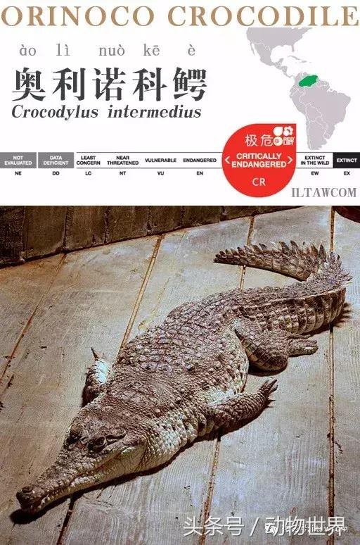 扬子鳄被称为古老的爬行动物,新生代爬行动物巨鳄