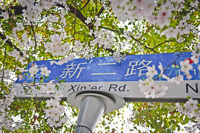 不用去日本不用去武汉就能看樱花,不用去日本也可以看到的风景