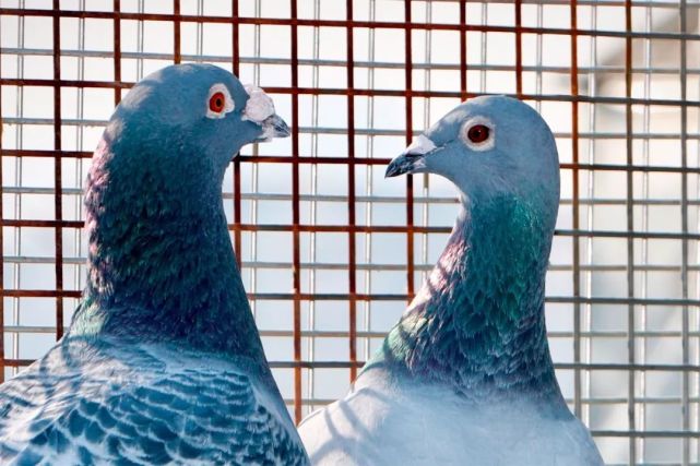 杂交育种亲本的选配原则,育种选配的意义和目的