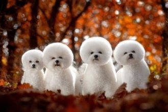 这几种汪星人又小又萌，哪一个是你的心头最爱