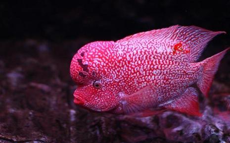 鸿运罗汉鱼饲养教程,罗汉鱼的饲养方法是什么