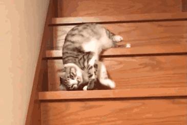 猫绝对是液体！绝对是液体！全球公认，假一赔十