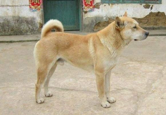 全世界公认的这几种狗狗最好看,十大最受欢迎的大型狗狗排名