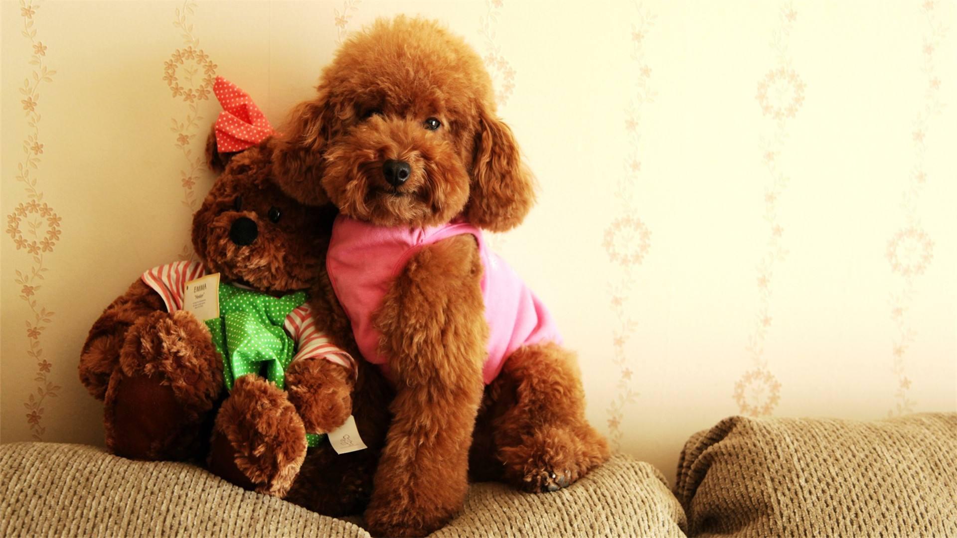 最受欢迎的狗狗十大排名,最受喜爱的狗狗排名