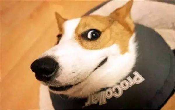 最受欢迎的狗狗十大排名,最受喜爱的狗狗排名