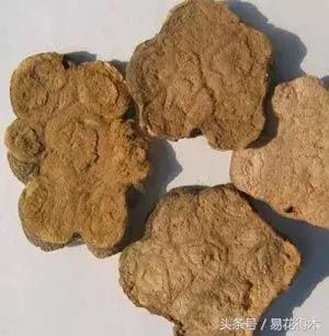 山乌龟怎么养才长得好看,山乌龟大小有区别吗怎么养