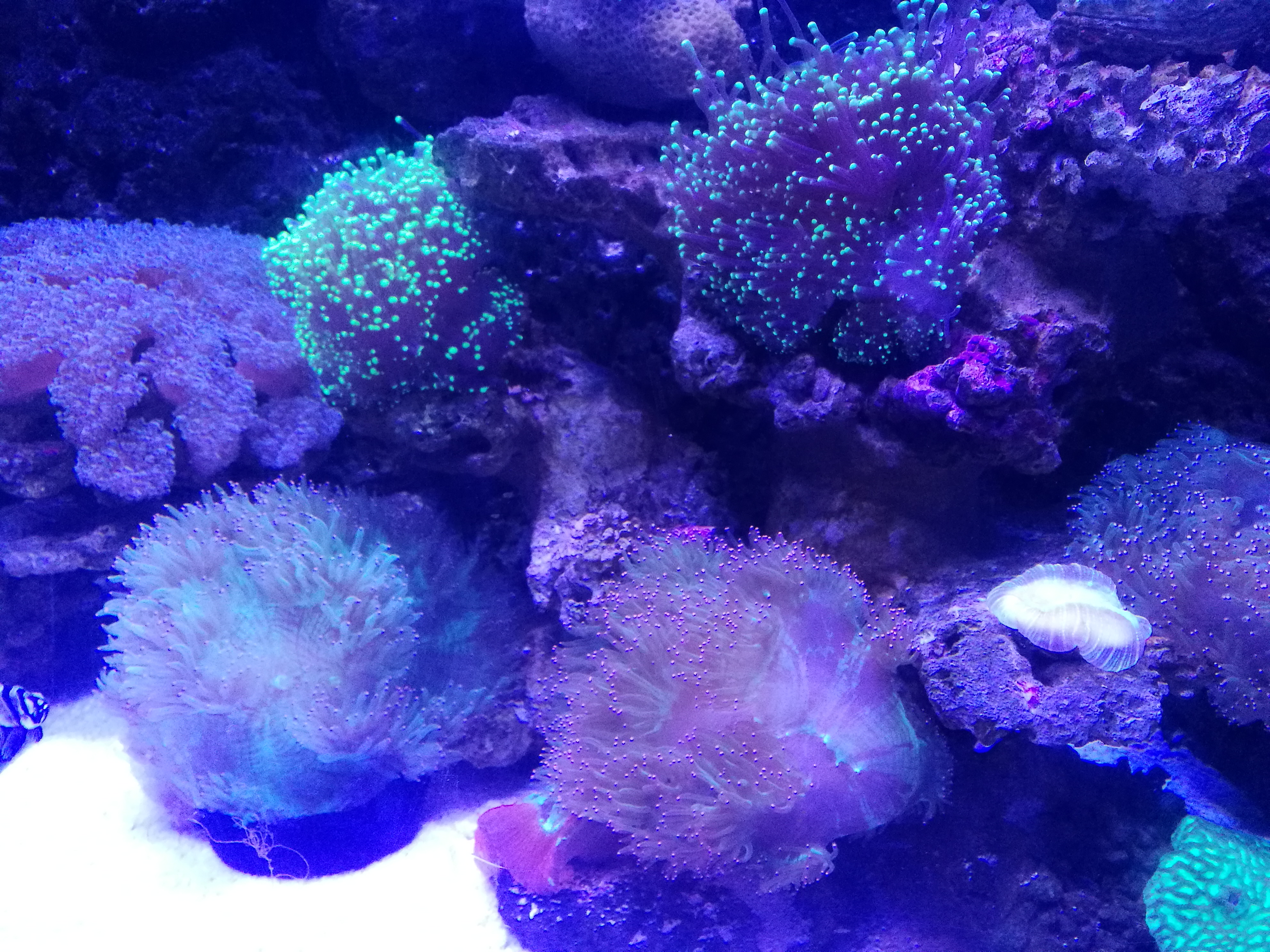 泉城海洋极地世界2018年,泉城海洋极地世界儿童的收费标准