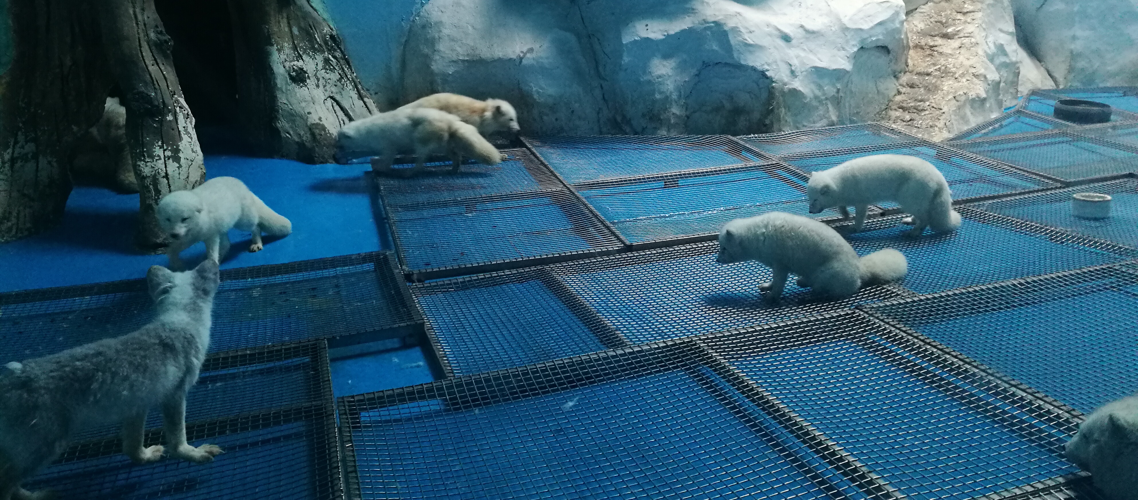 泉城海洋极地世界2018年,泉城海洋极地世界儿童的收费标准