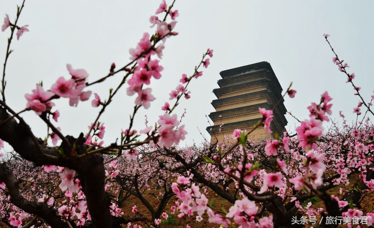 西安十大赏花地,西安雁塔3月赏花地方推荐