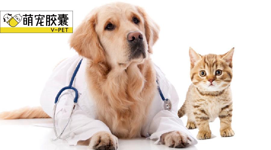 【V-story】做一名宠物医师是种怎样的体验?(上)