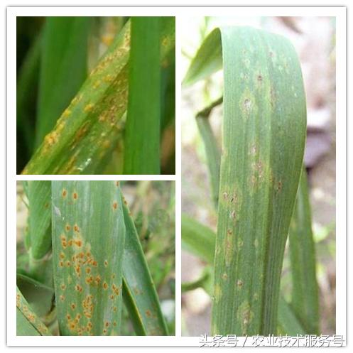 大蒜病虫害及防治办法,大蒜常见病虫害防治方案附高清图