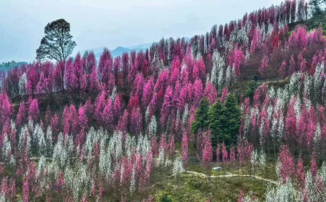 再上5天班，就放小长假！四川哪里*光春**诱人？靠谱实测甩给你
