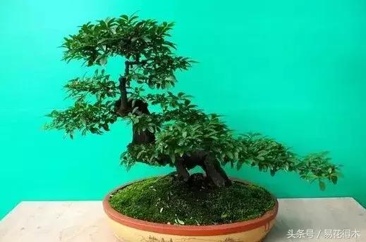 绿化带小叶女贞怎么做盆景,小叶黄杨树盆景的制作和养护管理