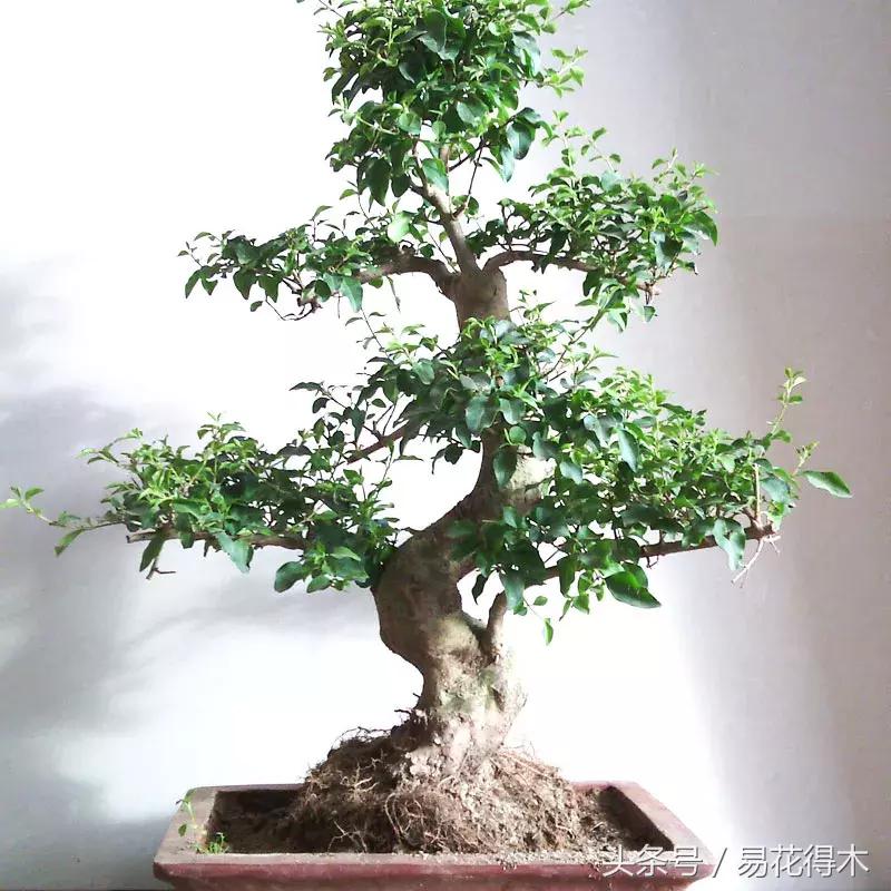 绿化带小叶女贞怎么做盆景,小叶黄杨树盆景的制作和养护管理