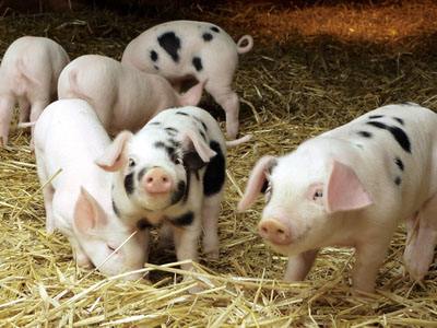 猪疾病的诊断和治疗,猪关节风湿怎么治