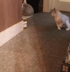 自从养了猫咪后家里开始不顺,自从养了猫家里就有了老鼠