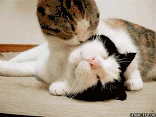 各位铲屎官们，关于猫咪的十大冷知识，你们都知道吗？