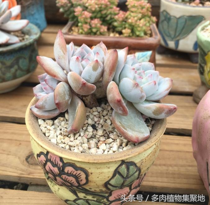 多肉主茎和叶片变黑,多肉植物黑化了怎么办