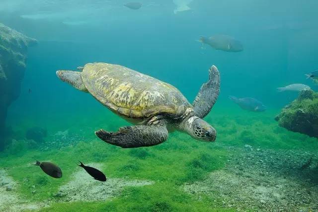 娉曞浗鍏嶇灏忓矝鏃呮父,娉曞浗鍏嶇娴峰矝鏃呮父