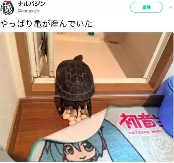 宠物龟下了蛋怎么办,宠物龟怎么避免吃自己的蛋