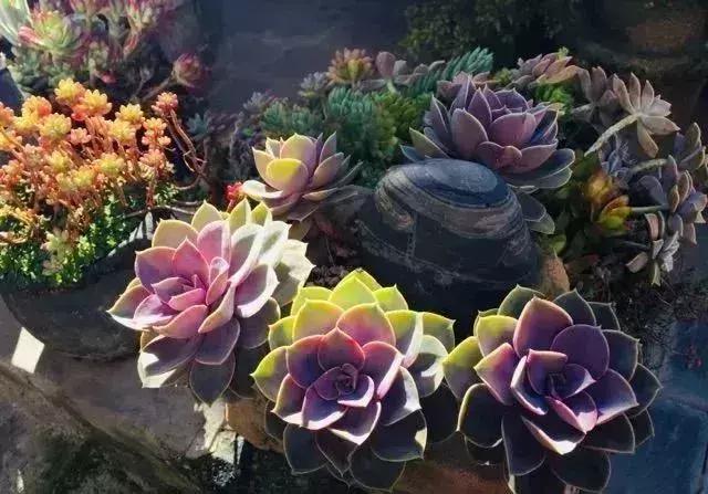 春来花自青秋至叶飘零原文解释,春来花自青秋至叶飘零出自哪里